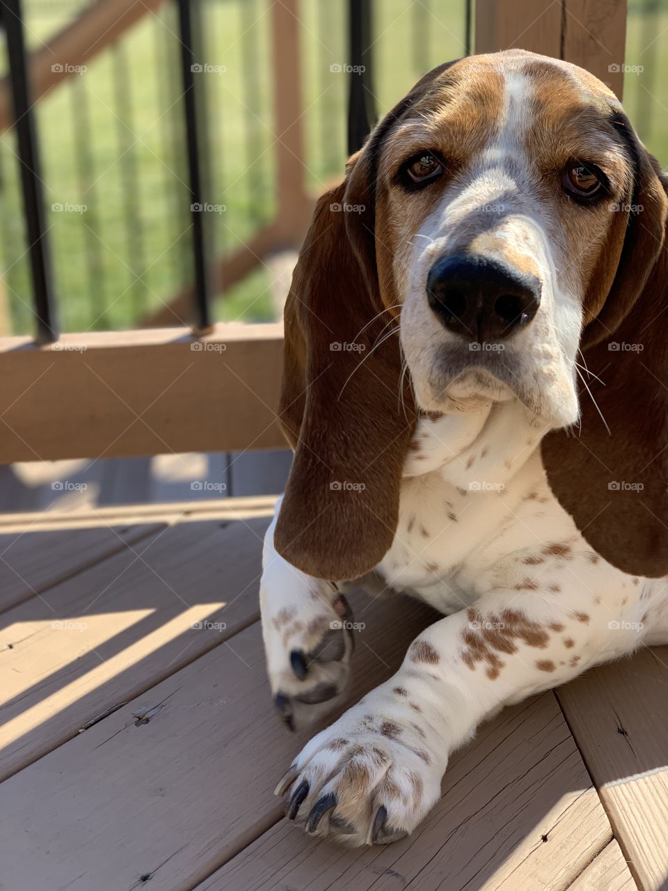 Bassett