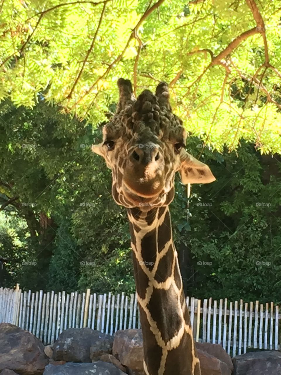 Zoo Atlanta - here's looking at you!