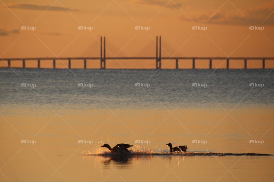 Öresundsbron