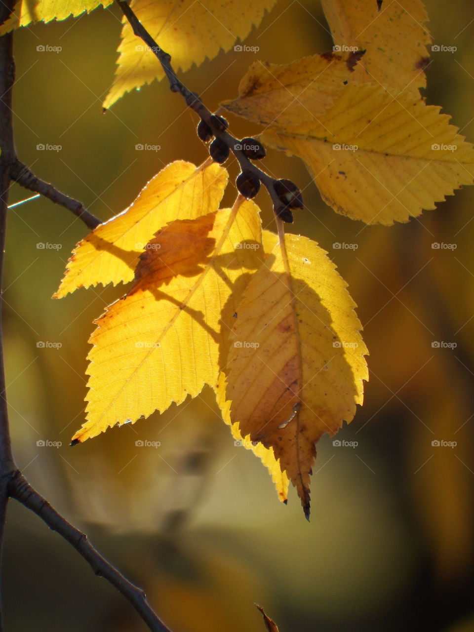 Sunlight through a cluster of beautiful fall yellow leaves. Close up with soft focus background. 