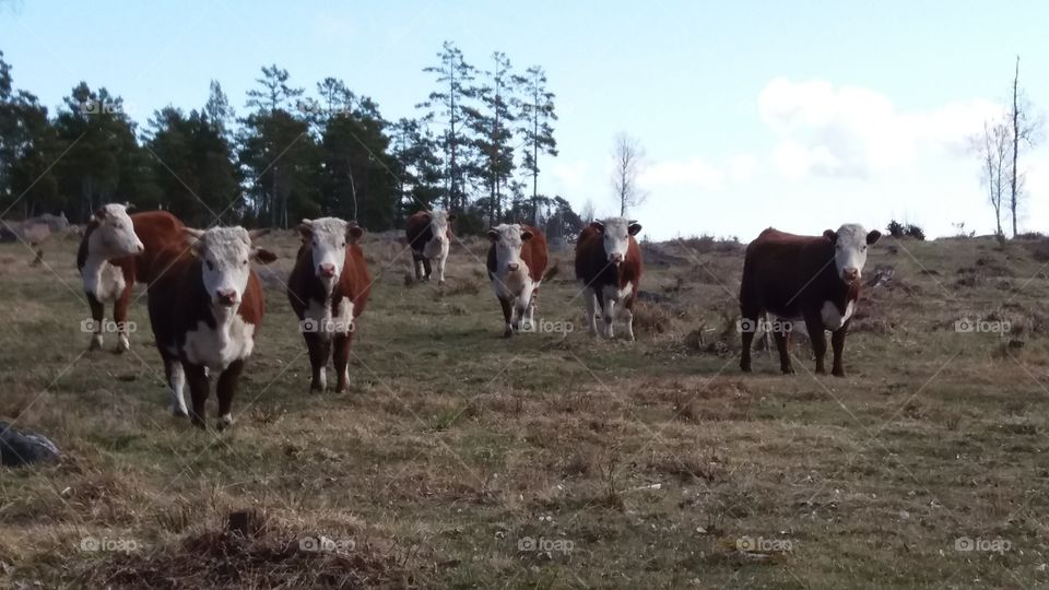 Cute cows