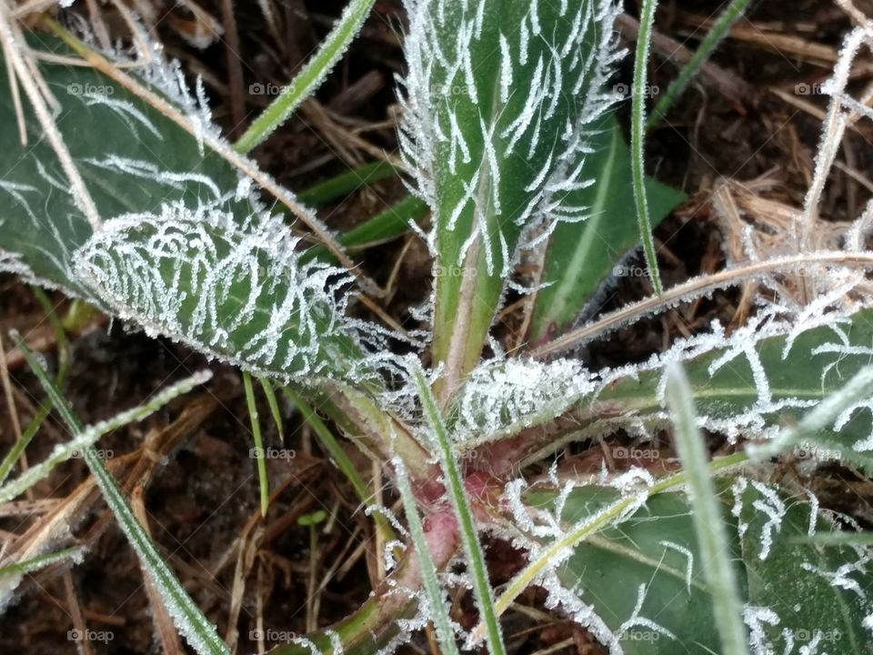 close up of frost