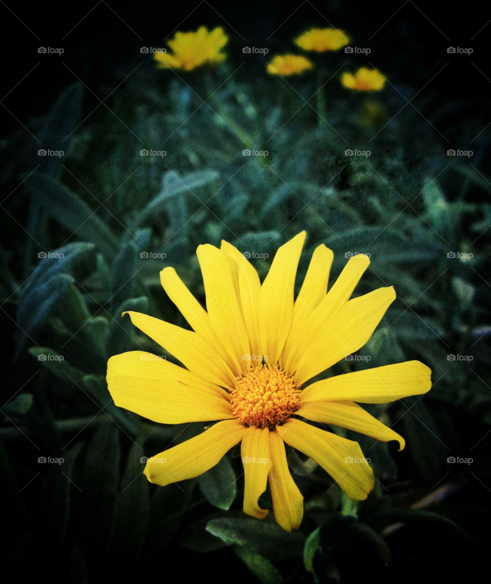 flowers yellow nature flower by analia