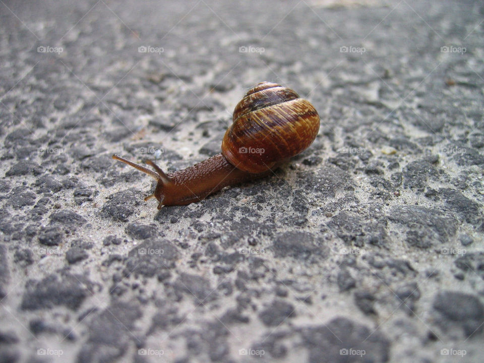 closeup snail tarmac snails by sn0le
