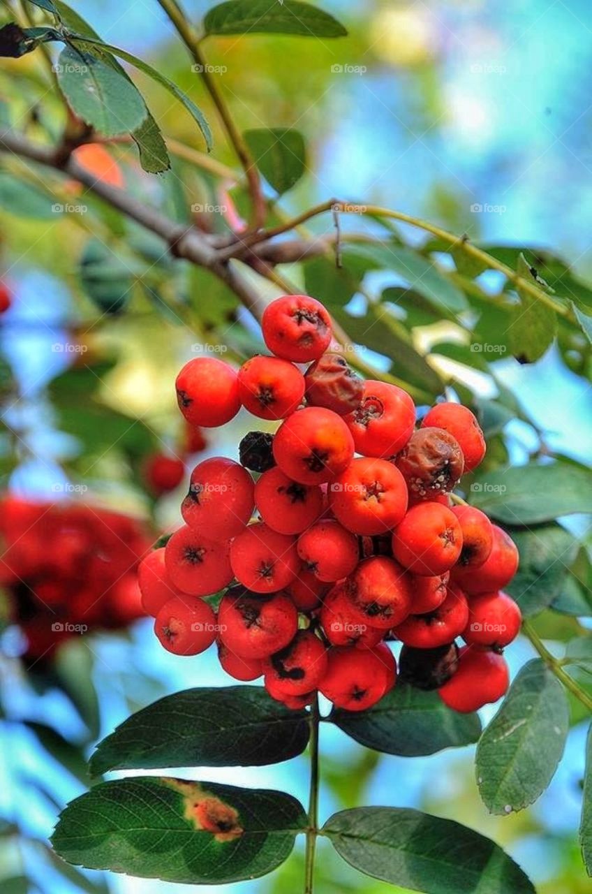 Rowanberry