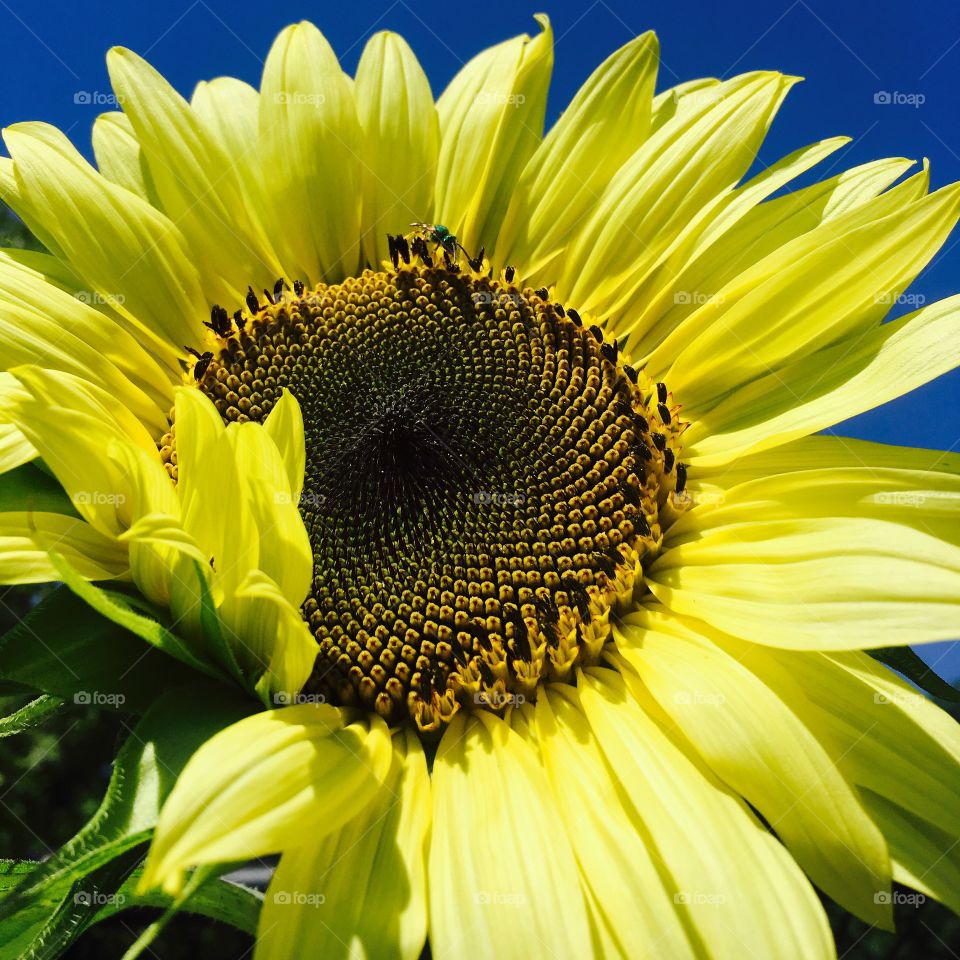 Sun flower