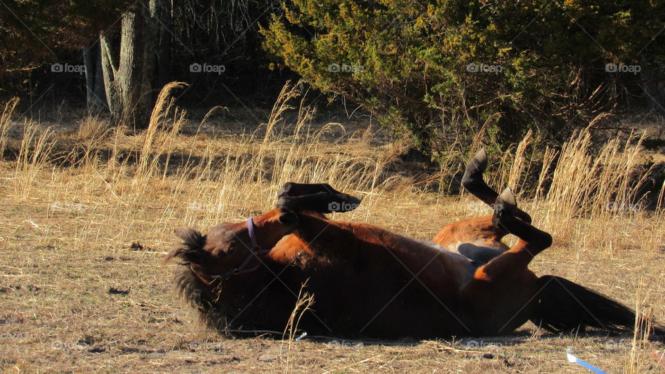 Bay mare rolling in the pasture