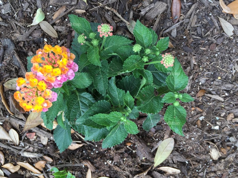 Lantana