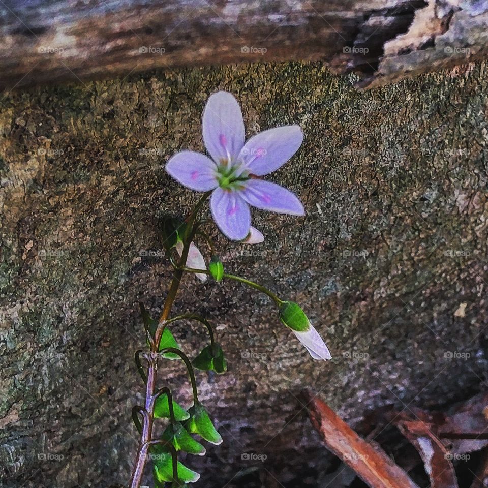 Little wildflower