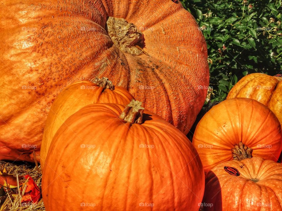 Orange Pumpkins In October