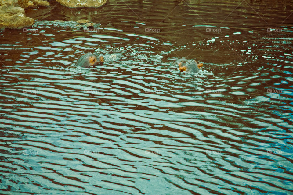 hippos in water 