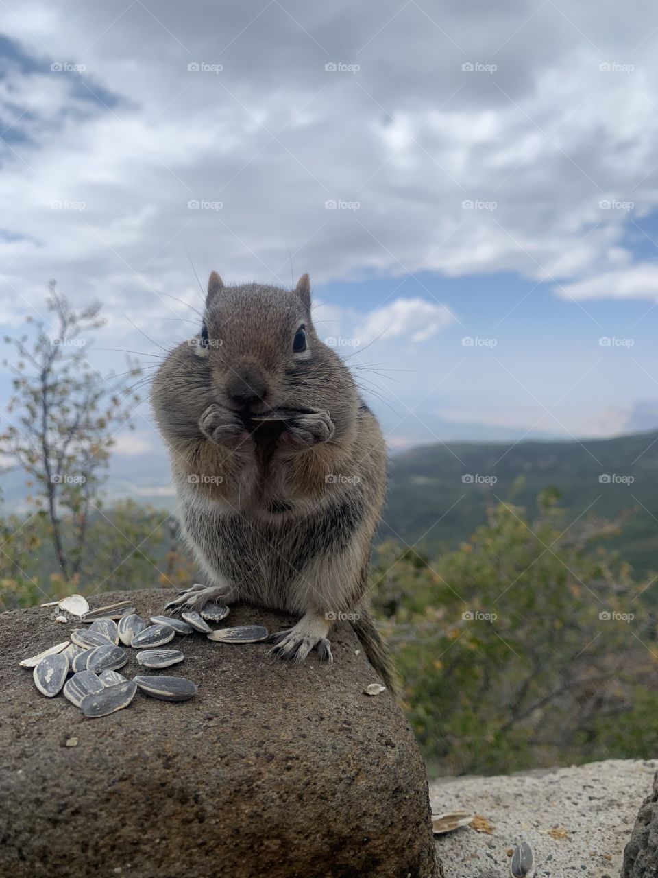 Hungry Chipmunk 