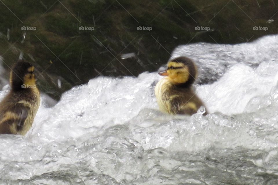 Baby duck vs raging river