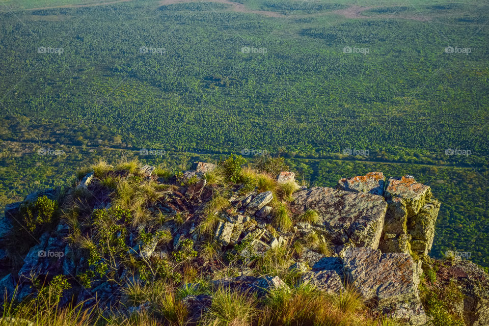 Scenic view of trees on landscape