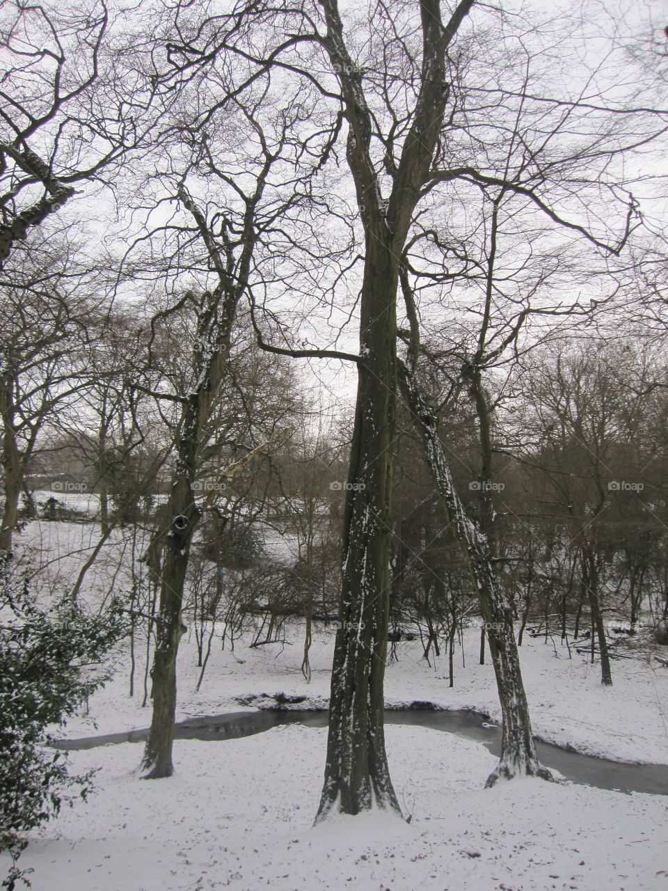 Winter, Tree, Wood, Snow, Landscape