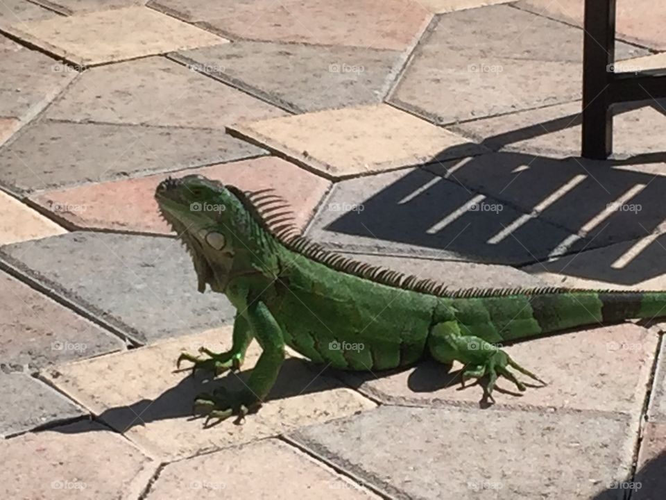 Iguana