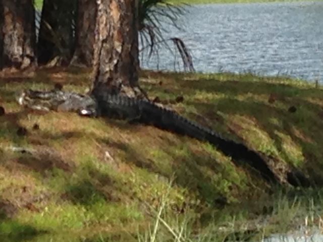 Alligator