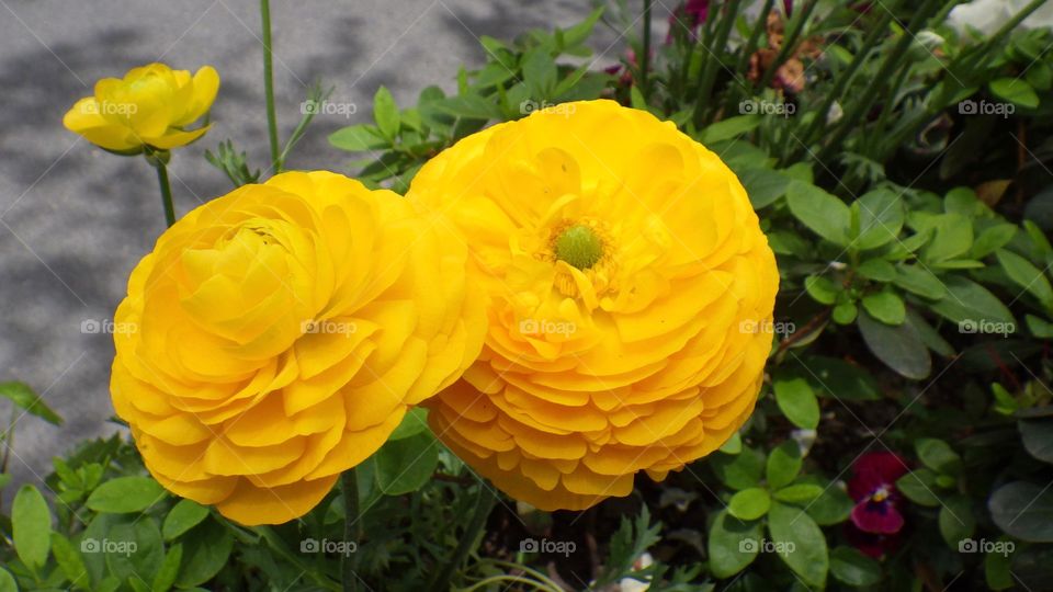 Ranunculus 