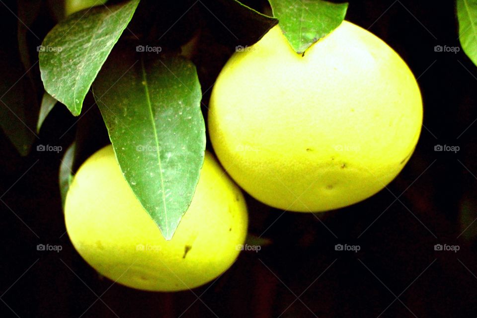 Biggest, sweetest and juiciest lemons ever