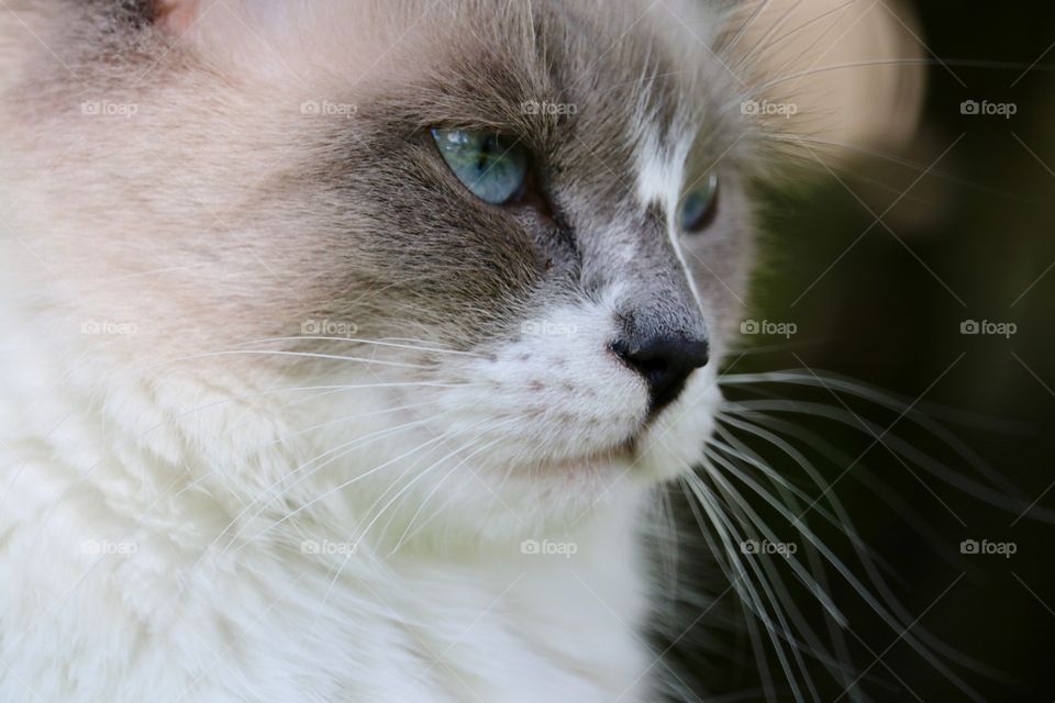 Ragdoll tabby cat profile headshot 
