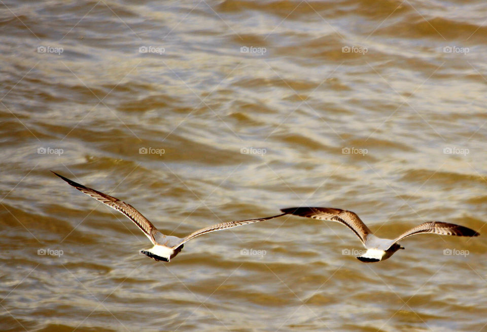 birds flying thames flight by tjgehc