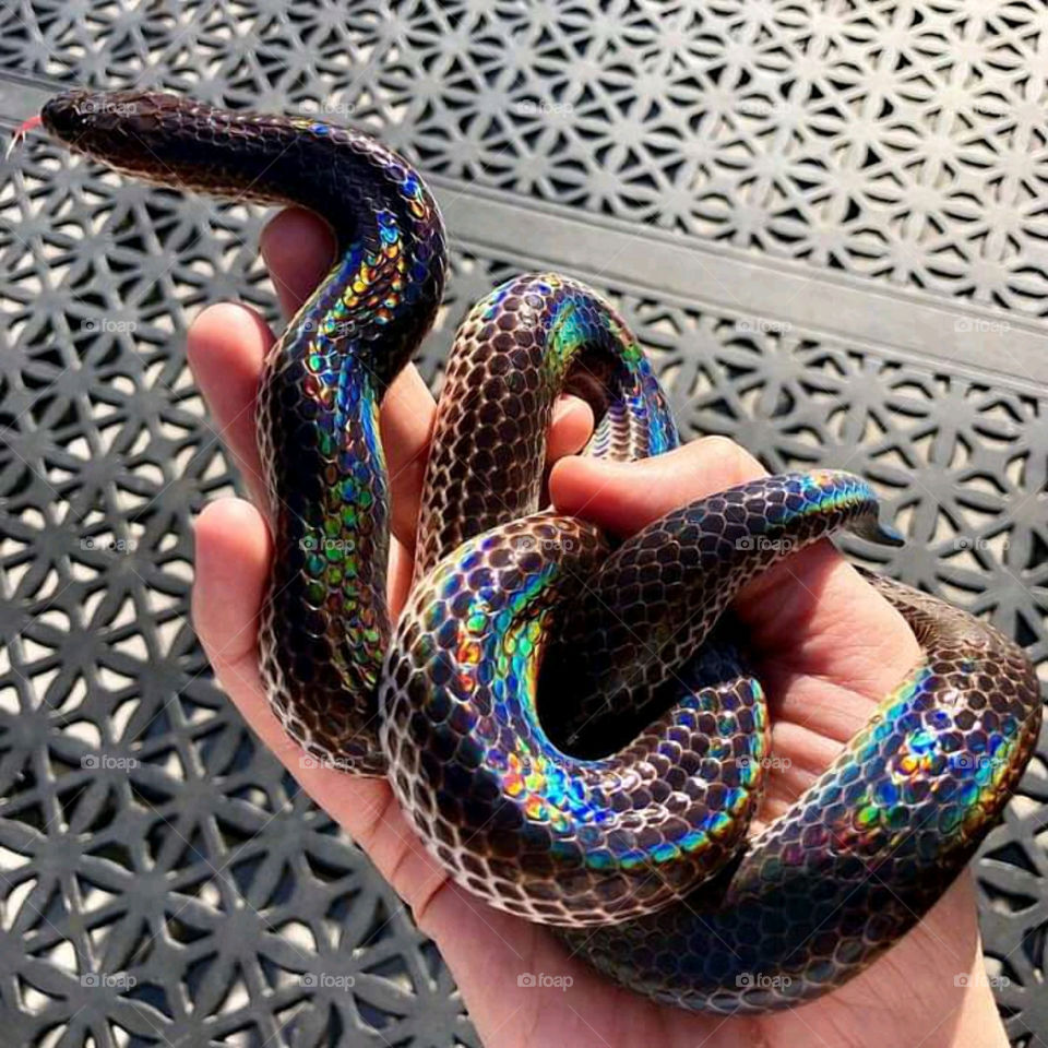 Rainbow Snake