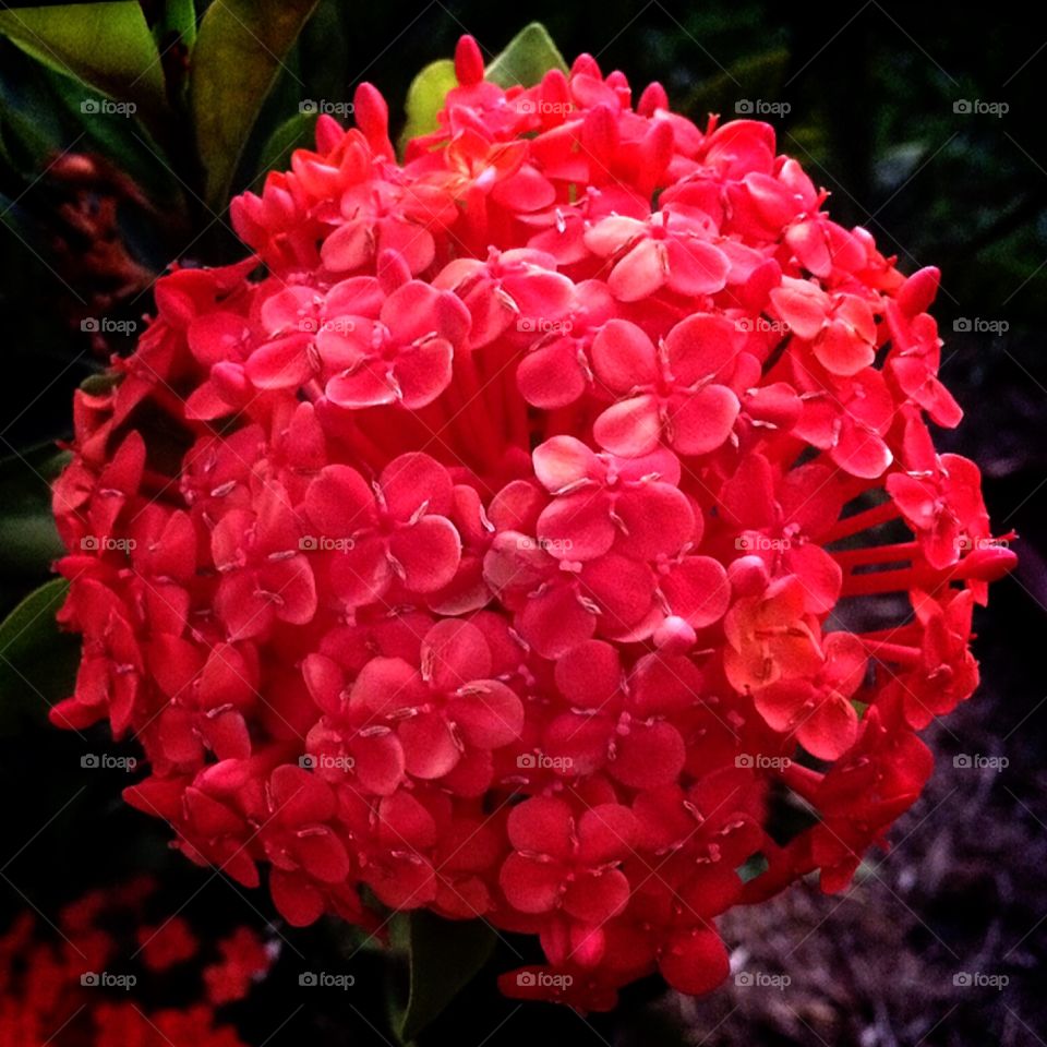 🌹 🇺🇸 Very beautiful flowers to brighten our day.  Live nature and its beauty. Did you like the delicate petals? / 🇧🇷 Flores muito bonitas para alegrar nosso dia. Viva a natureza e sua beleza. Gostaram das pétalas delicadas?