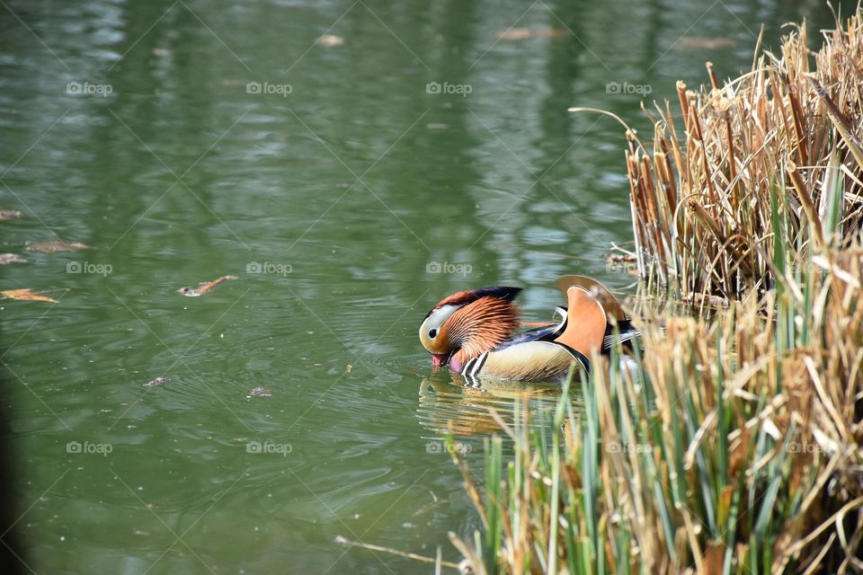 Colorful duck