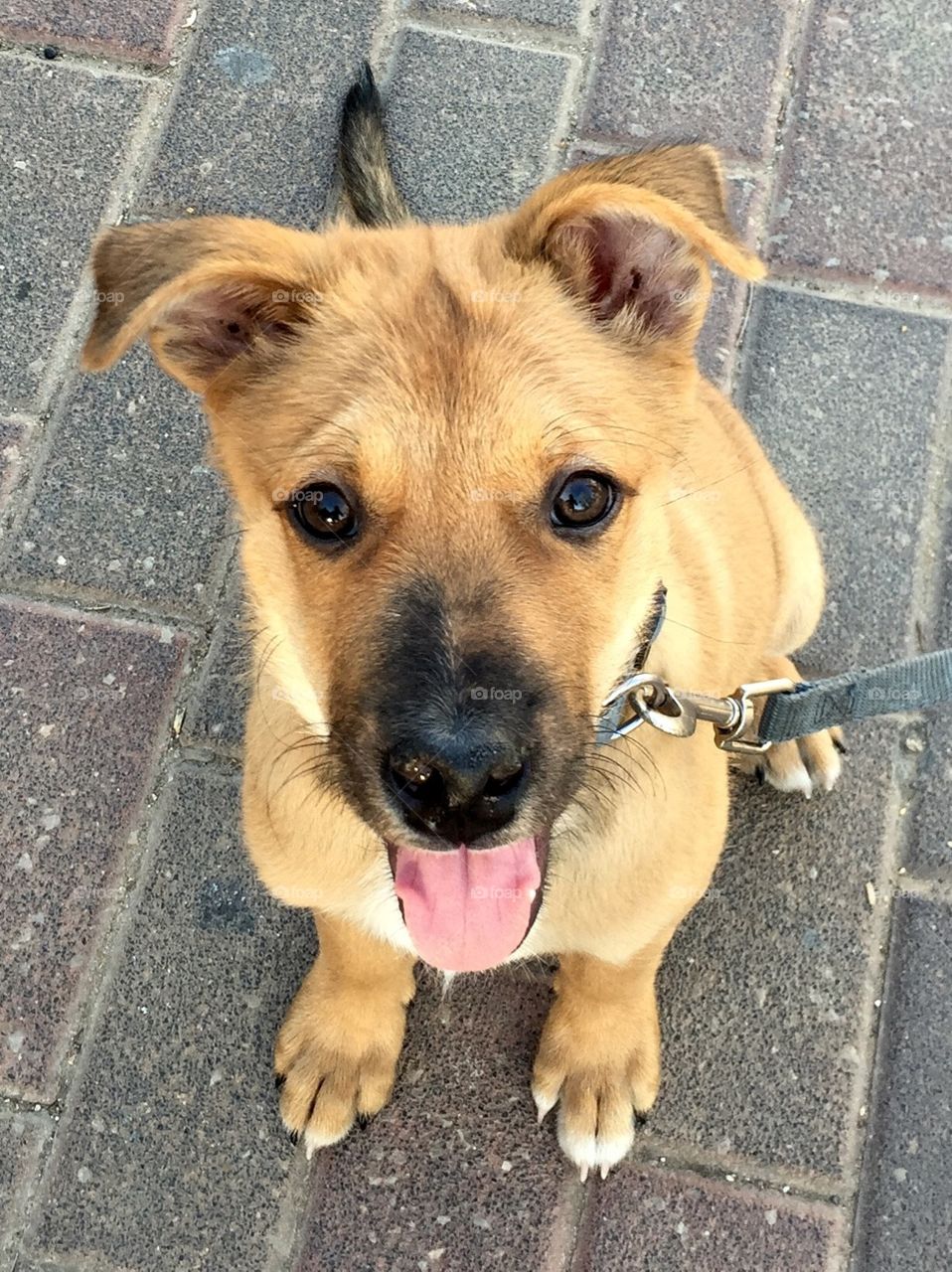 Cute little puppy on the street 