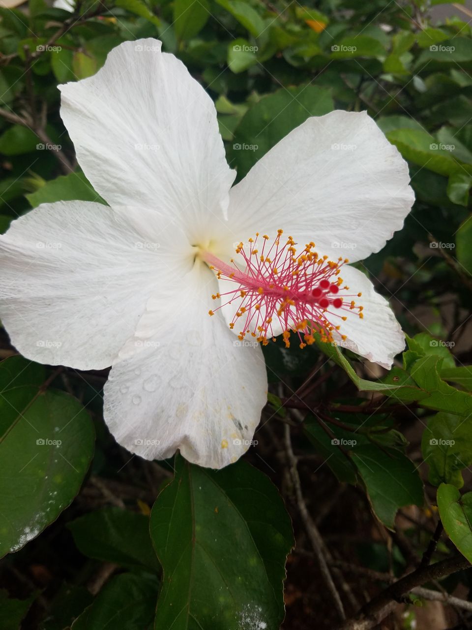 Hibiscus on Oahu