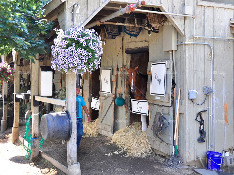 All Included Pletcher Barn. Saratoga, opening day at the Pletcher barn with his flaxen colt "All Included" in his stall.
Zazzle.com/ Fleetphoto