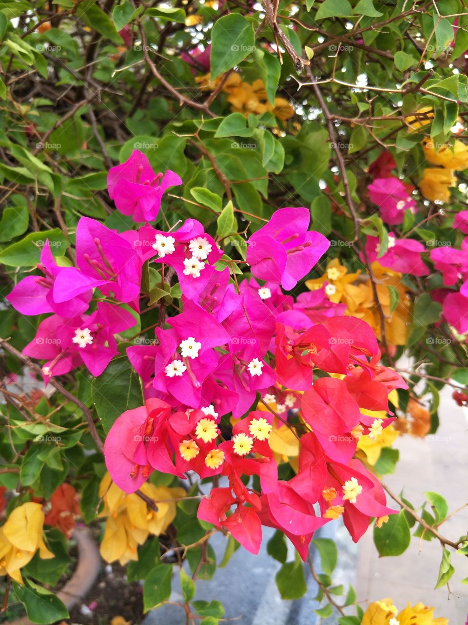 Beautiful color of flowers.