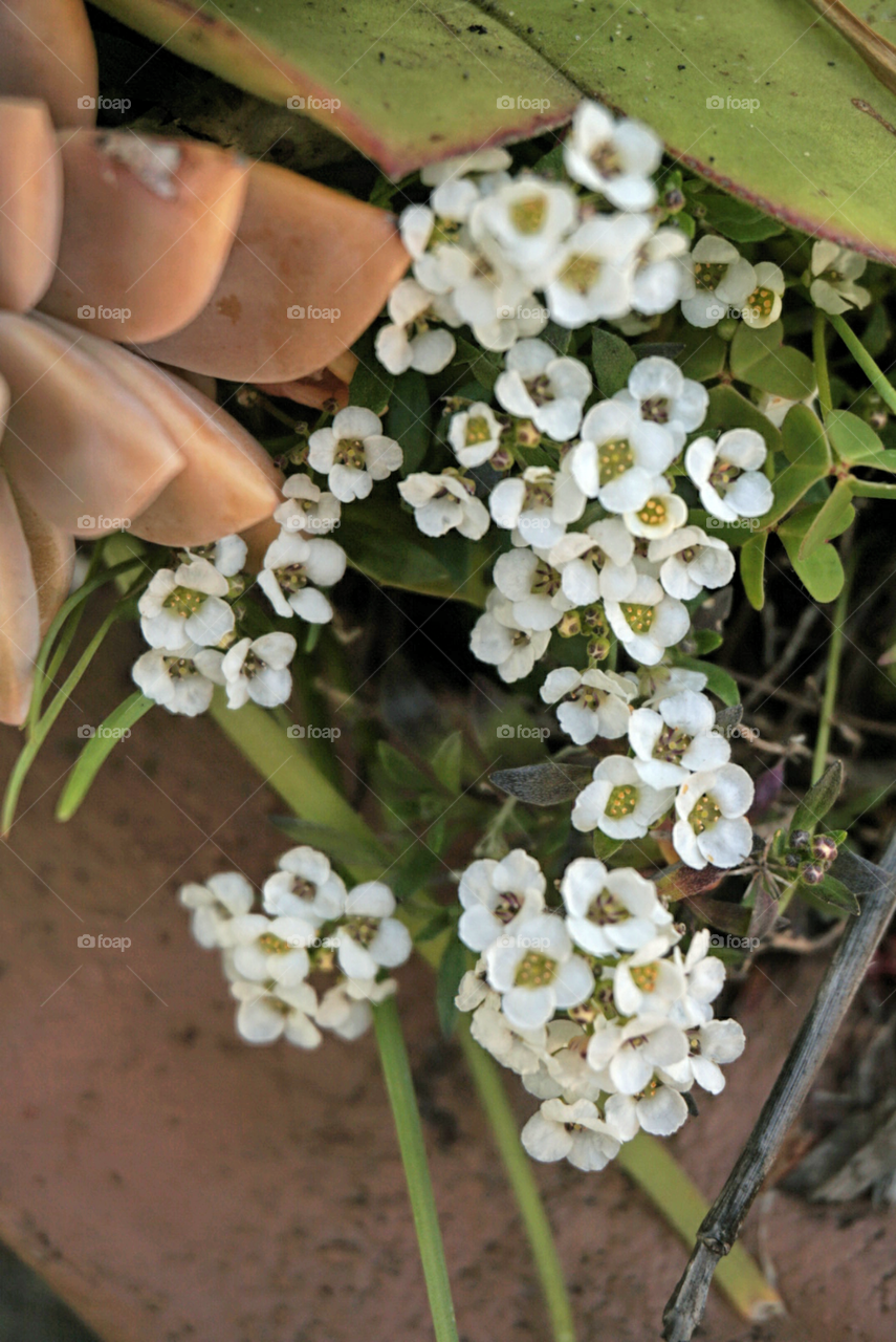 Sweet Alison 
Spring
California Flowers