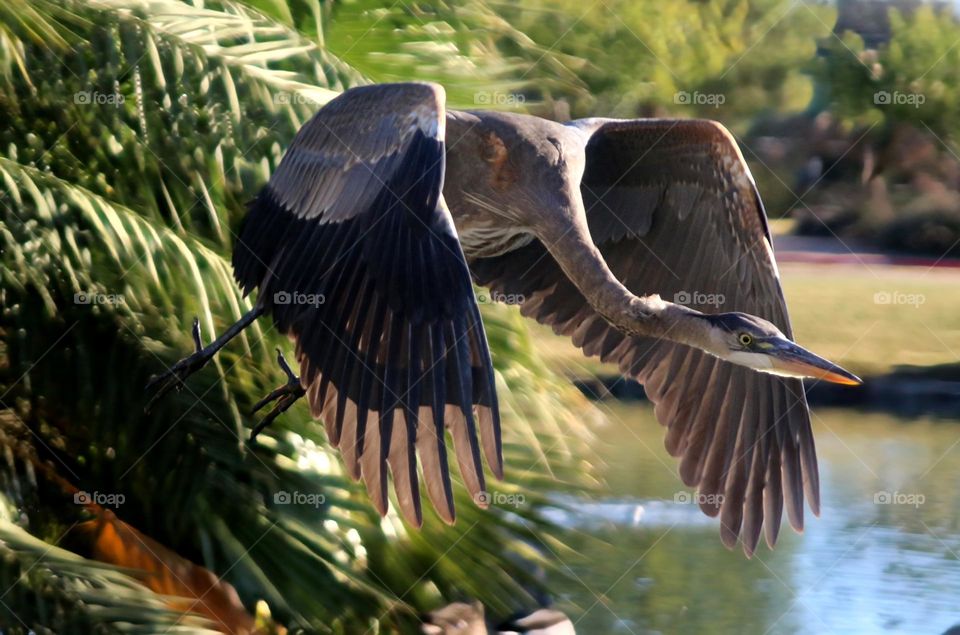 Great Blue Heron in Flight
