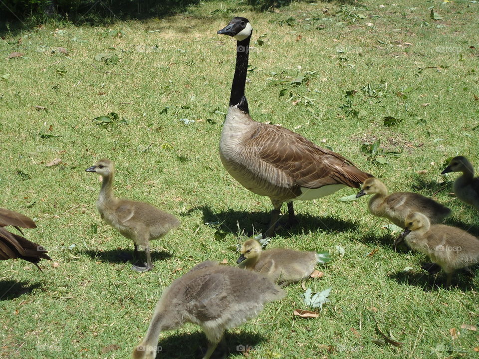 Goose with Babies