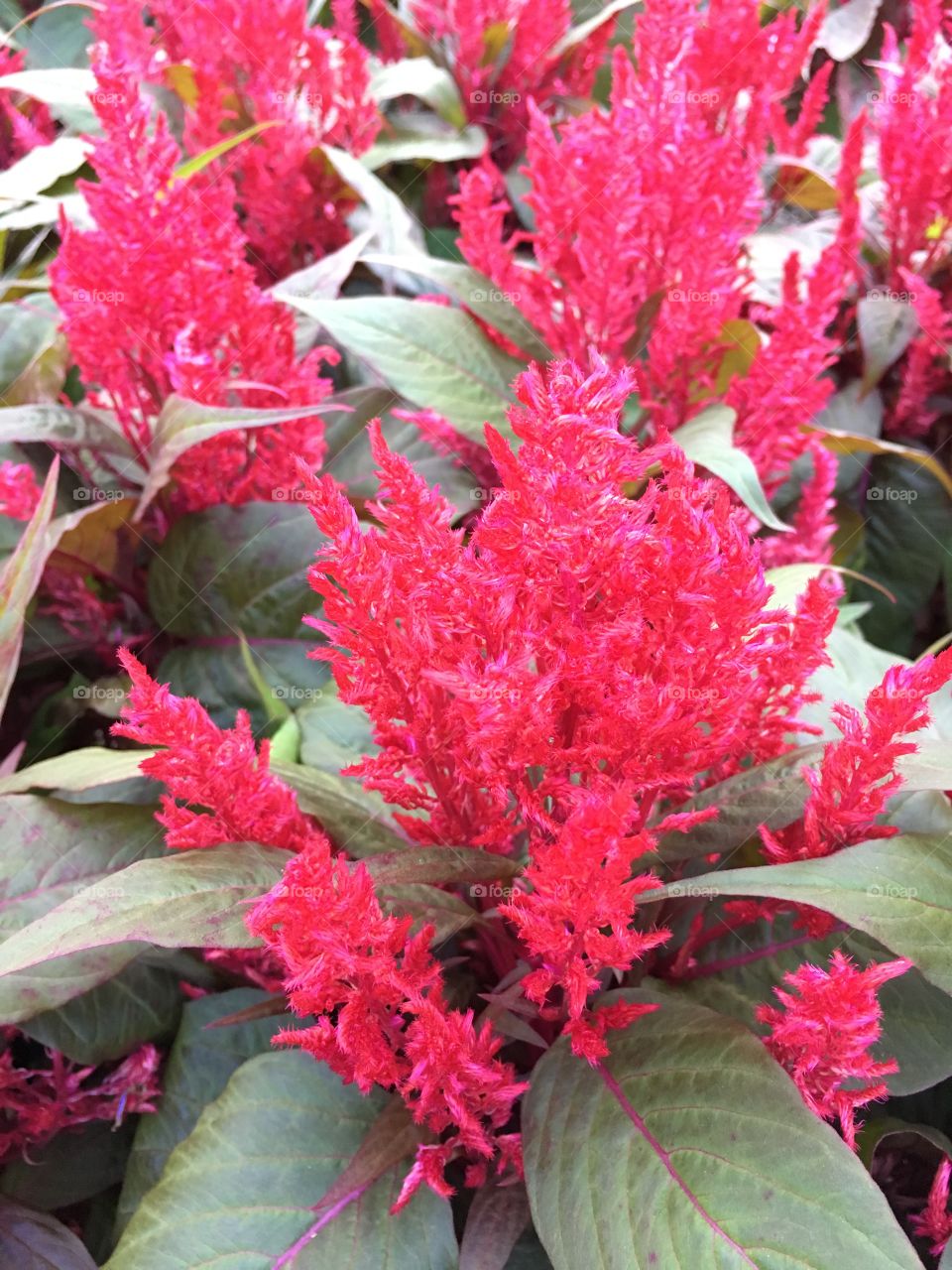 Red fuzzy flower