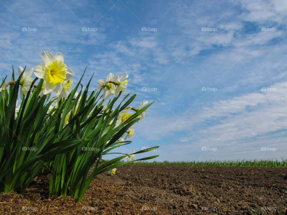 flowers of narcissus on spring