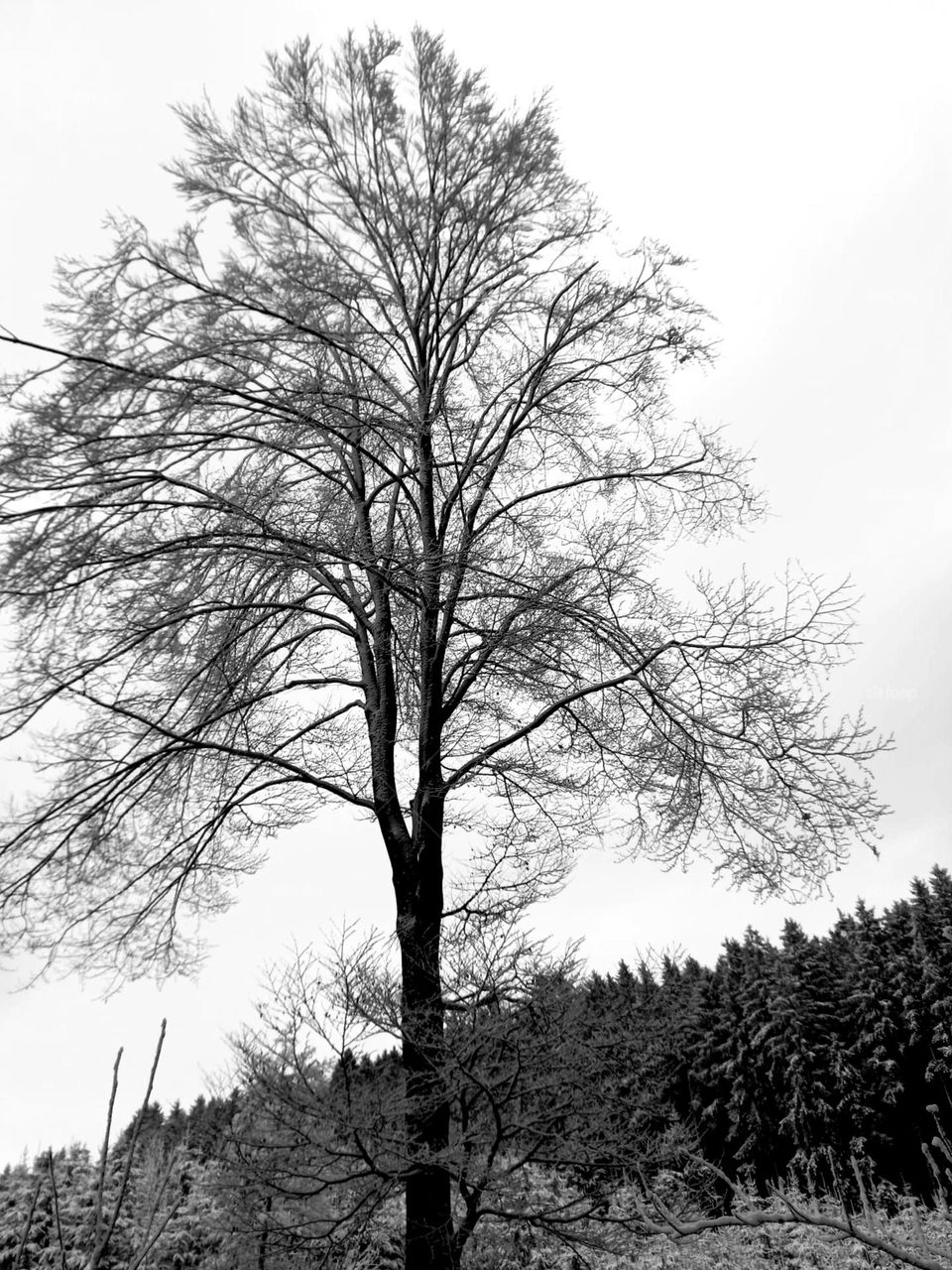 Beauty of a Winter Tree in Black and White