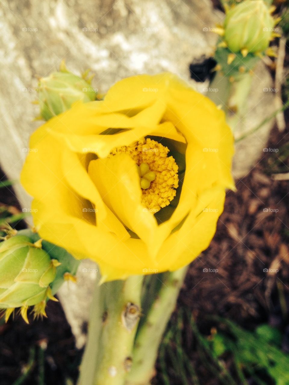 Inside the cactus flower