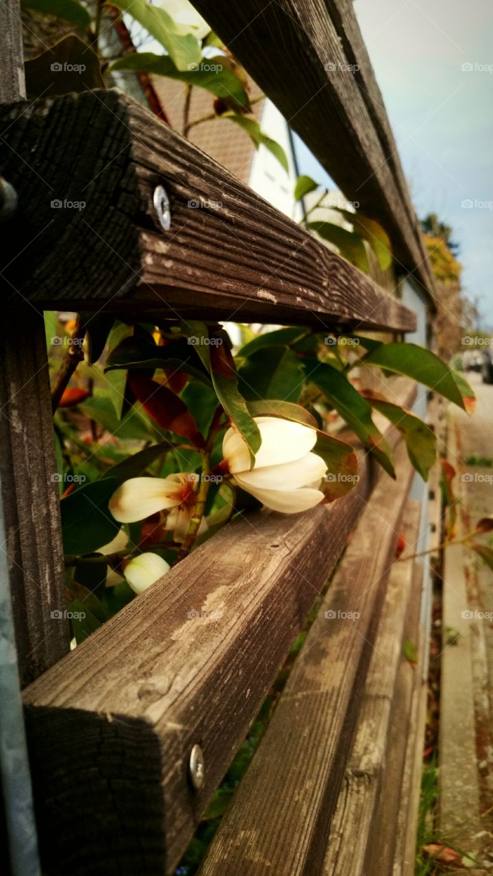 fence flower Summer spring