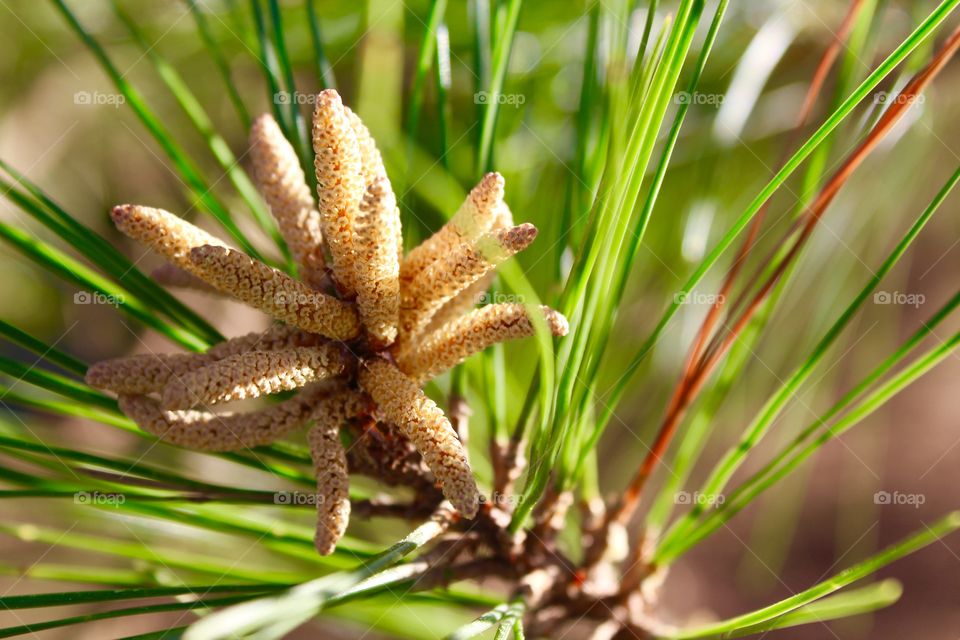 Long leaf pine