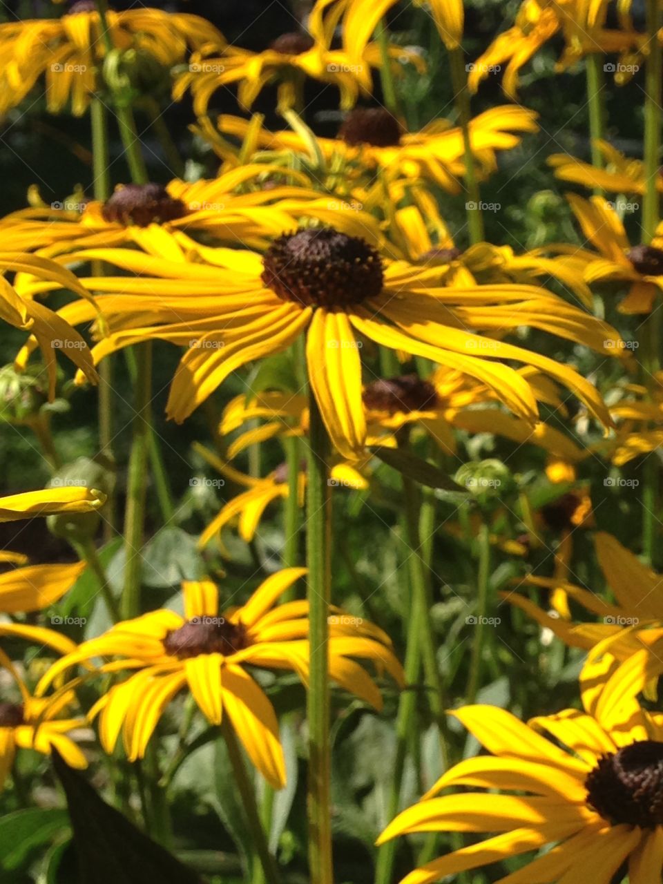 Blackeye Susan 