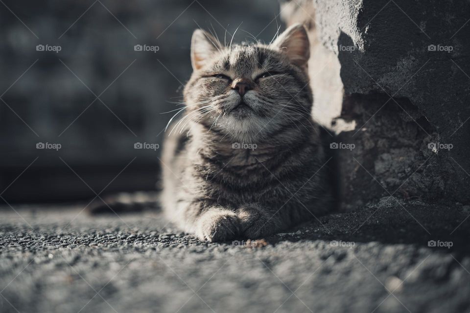 Happy smiling cat close up portrait