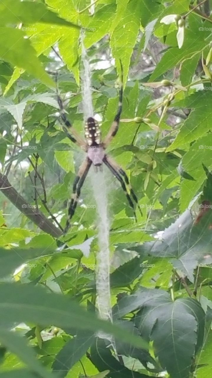 spider. been watching this little girl for a few weeks.  she's doubled in size,  must be eating lots of bugs.