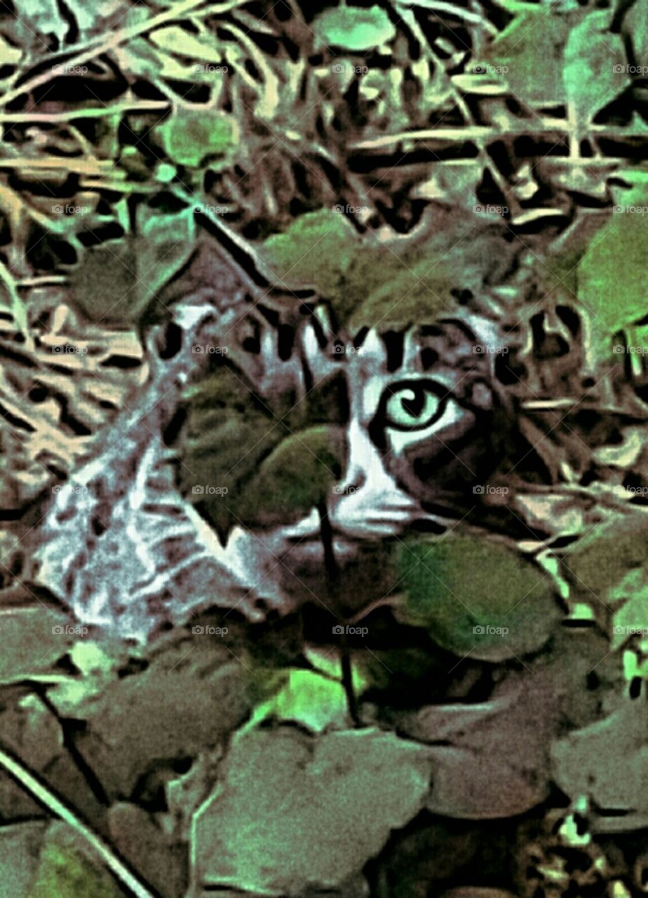Camouflage Cat!