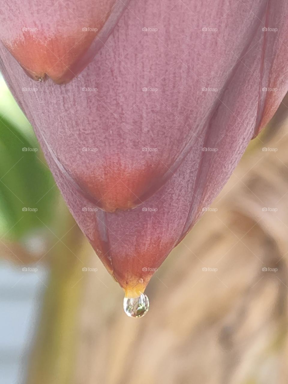 clear droplet falling from a ripening red blossom of a cavendish banana tree