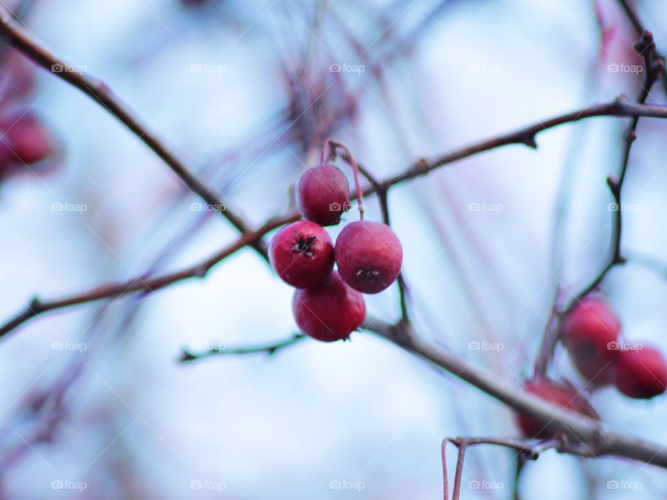 Winter berries 