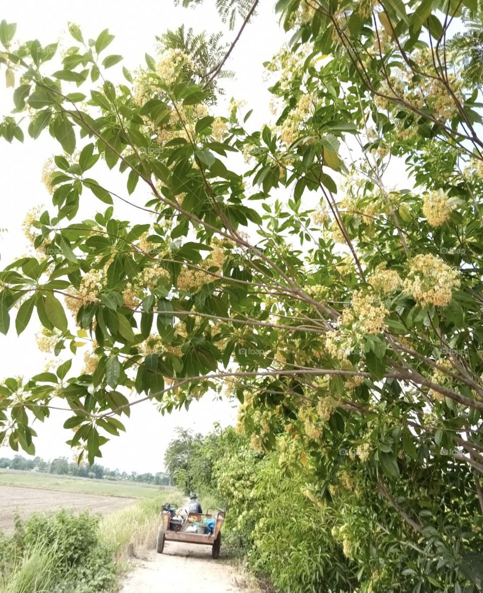 The stories of the nature,my garden ( Countryside)