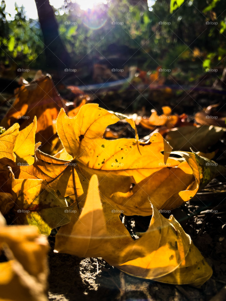 Fall leaves light up the ground 