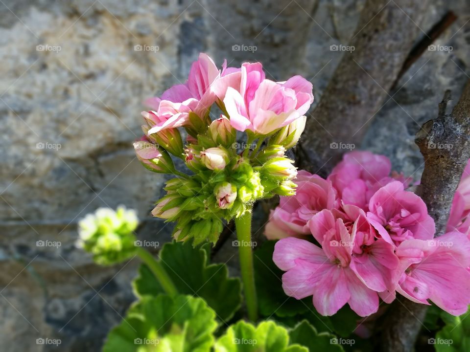 Malahide Rose Flower